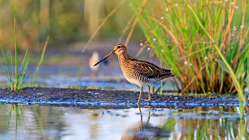 Wetlands Estonoa Learning Center at Saint Paul