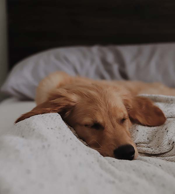 Pet Friendly Accommodations at The Western Front Hotel, Virginia